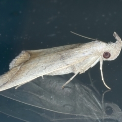 Simplicia armatalis at Ainslie, ACT - 20 Nov 2023