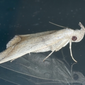 Simplicia armatalis at Ainslie, ACT - 20 Nov 2023