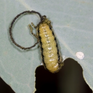 Gonipterus scutellatus at Holt, ACT - 1 Dec 2023