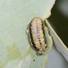 Gonipterus scutellatus at Holt, ACT - 1 Dec 2023