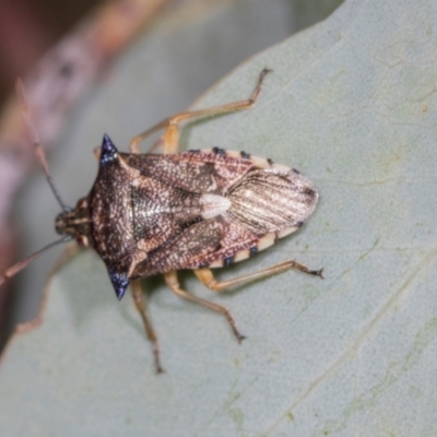 Oechalia schellenbergii (Spined Predatory Shield Bug) at Holt, ACT - 30 Nov 2023 by AlisonMilton