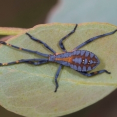 Amorbus sp. (genus) (Eucalyptus Tip bug) at Holt, ACT - 30 Nov 2023 by AlisonMilton