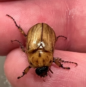 Cyclocephala signaticollis at Holt, ACT - 2 Dec 2023