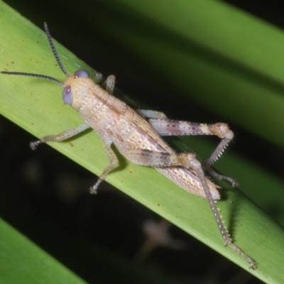 Valanga irregularis (Hedge Grasshopper) at Warana, QLD - 19 Nov 2023 by Harrisi