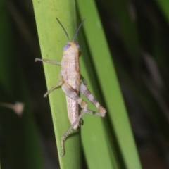 Valanga irregularis at Warana, QLD - 19 Nov 2023 10:23 PM