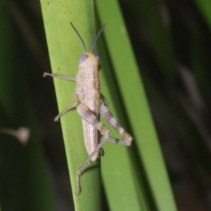 Valanga irregularis at Warana, QLD - 19 Nov 2023