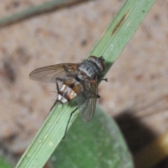 Unidentified True fly (Diptera) at Warana, QLD - 19 Nov 2023 by Harrisi