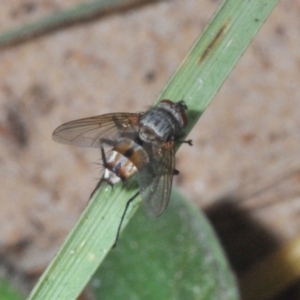 Unidentified True fly (Diptera) at suppressed by Harrisi