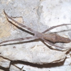 Unidentified Other hunting spider at Sippy Downs, QLD - 22 Nov 2023 by Harrisi