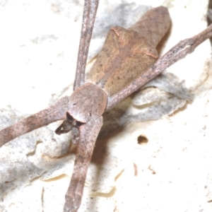 Deinopis ravida at Sippy Downs, QLD - 22 Nov 2023 06:42 PM