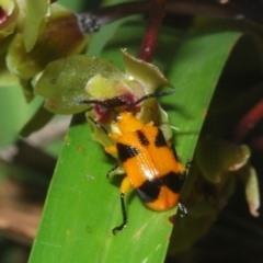 Unidentified Beetle (Coleoptera) at Sippy Downs, QLD - 21 Nov 2023 by Harrisi