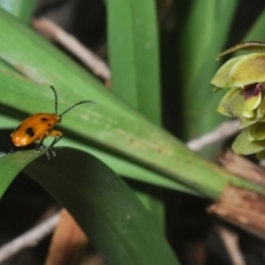 Stethopachys formosa at Sippy Downs, QLD - 21 Nov 2023 05:15 PM