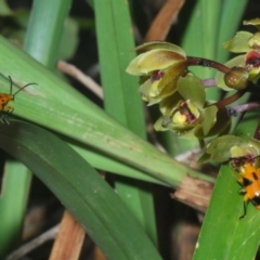 Stethopachys formosa at Sippy Downs, QLD - 21 Nov 2023 05:15 PM