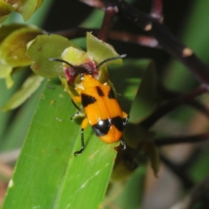 Stethopachys formosa at Sippy Downs, QLD - 21 Nov 2023 05:15 PM