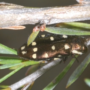 Diphucrania duodecimmaculata at Black Mountain - 2 Dec 2023