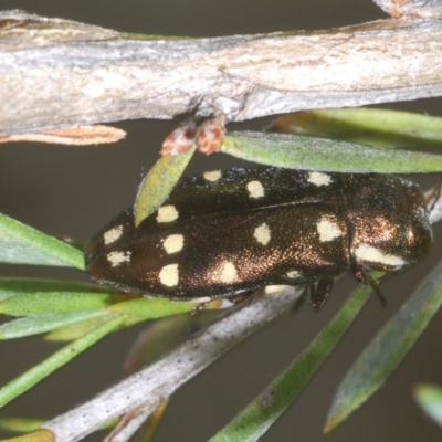 Diphucrania duodecimmaculata (12-spot jewel beetle) at Acton, ACT - 2 Dec 2023 by Harrisi