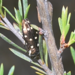 Diphucrania duodecimmaculata at Black Mountain - 2 Dec 2023 01:20 PM