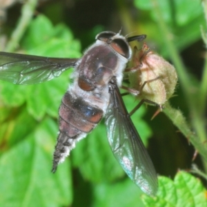 Unidentified Bee fly (Bombyliidae) at suppressed by Harrisi