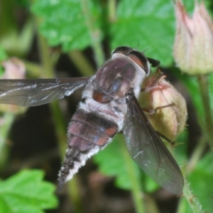 Trichophthalma punctata at Black Mountain - 2 Dec 2023