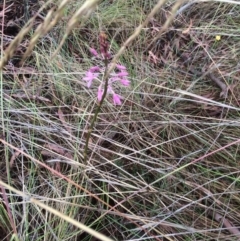 Dipodium roseum (Rosy Hyacinth Orchid) at Mount Majura - 30 Nov 2023 by petersan