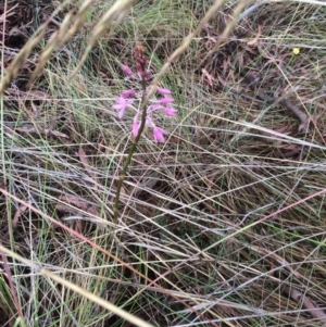 Dipodium roseum at Mount Majura - suppressed