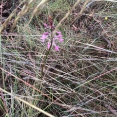 Dipodium roseum (Rosy Hyacinth Orchid) at Canberra Central, ACT - 30 Nov 2023 by petersan
