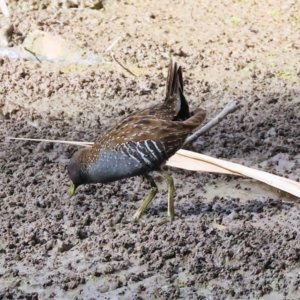 Porzana fluminea at Wonga Wetlands - 2 Dec 2023