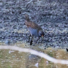 Porzana fluminea at Wonga Wetlands - 2 Dec 2023