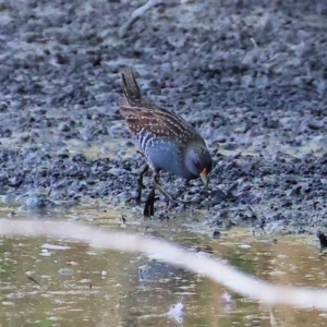 Porzana fluminea at Wonga Wetlands - 2 Dec 2023