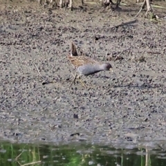 Porzana fluminea at Wonga Wetlands - 2 Dec 2023 06:55 AM