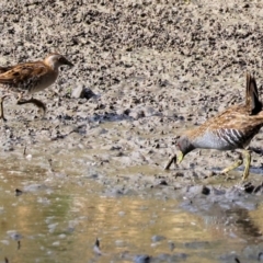 Porzana fluminea at Wonga Wetlands - 2 Dec 2023 06:55 AM