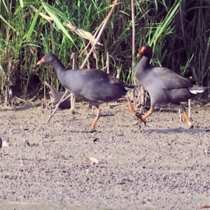 Porzana fluminea at Wonga Wetlands - 2 Dec 2023