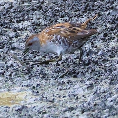 Zapornia pusilla (Baillon's Crake) at Albury - 1 Dec 2023 by KylieWaldon