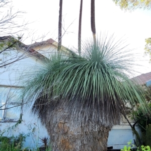 Xanthorrhoea australis at suppressed by Steve818