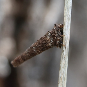 Conoeca or Lepidoscia (genera) IMMATURE at Cantor Crescent Woodland, Higgins - 2 Dec 2023 10:43 AM