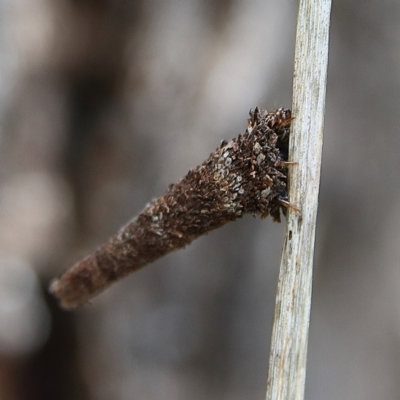 Lepidoscia (genus) IMMATURE (Unidentified Cone Case Moth larva, pupa, or case) at Higgins, ACT - 1 Dec 2023 by Trevor