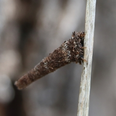Lepidoscia (genus) IMMATURE (Unidentified Cone Case Moth larva, pupa, or case) at Cantor Crescent Woodland - 1 Dec 2023 by Trevor