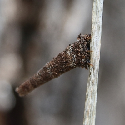 Lepidoscia (genus) IMMATURE (Unidentified Cone Case Moth larva, pupa, or case) at Cantor Crescent Woodland - 1 Dec 2023 by Trevor