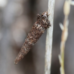 Conoeca or Lepidoscia (genera) IMMATURE at Cantor Crescent Woodland, Higgins - 2 Dec 2023 10:43 AM