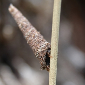 Conoeca or Lepidoscia (genera) IMMATURE at Cantor Crescent Woodland, Higgins - 2 Dec 2023 10:43 AM