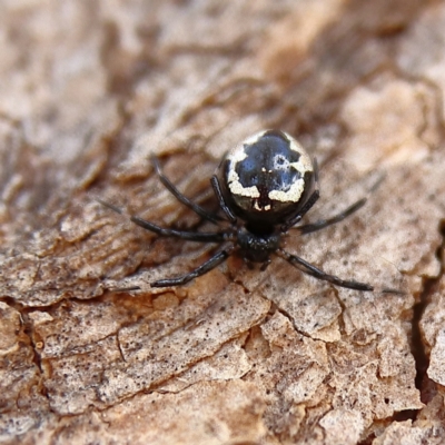 Euryopis splendens (Splendid tick spider) at Cantor Crescent Woodland - 2 Dec 2023 by Trevor