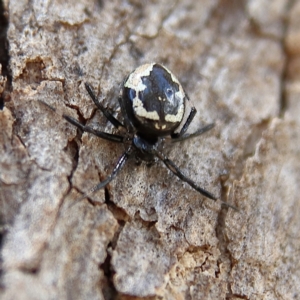 Euryopis splendens at Cantor Crescent Woodland, Higgins - 2 Dec 2023 11:10 AM