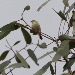 Smicrornis brevirostris (Weebill) at Higgins, ACT - 2 Dec 2023 by MichaelWenke