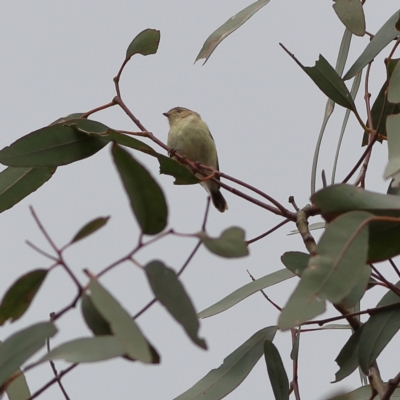 Smicrornis brevirostris (Weebill) at Higgins, ACT - 2 Dec 2023 by MichaelWenke