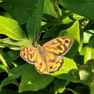 Heteronympha merope (Common Brown Butterfly) at QPRC LGA - 2 Dec 2023 by MatthewFrawley