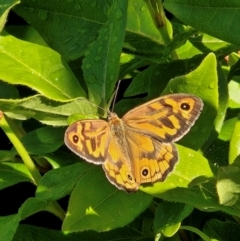 Heteronympha merope at QPRC LGA - 3 Dec 2023 08:27 AM