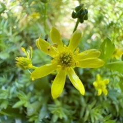 Ranunculus amphitrichus (Small River Buttercup) at Illilanga & Baroona - 17 Nov 2023 by Illilanga