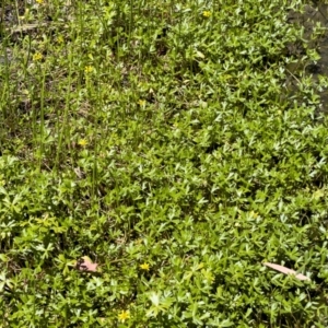 Ranunculus amphitrichus at Illilanga & Baroona - 17 Nov 2023