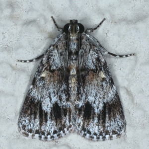 Spectrotrota fimbrialis at Ainslie, ACT - 21 Nov 2023