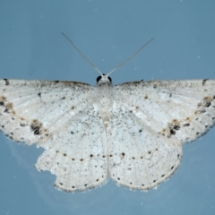 Taxeotis intextata (Looper Moth, Grey Taxeotis) at Ainslie, ACT - 21 Nov 2023 by jb2602